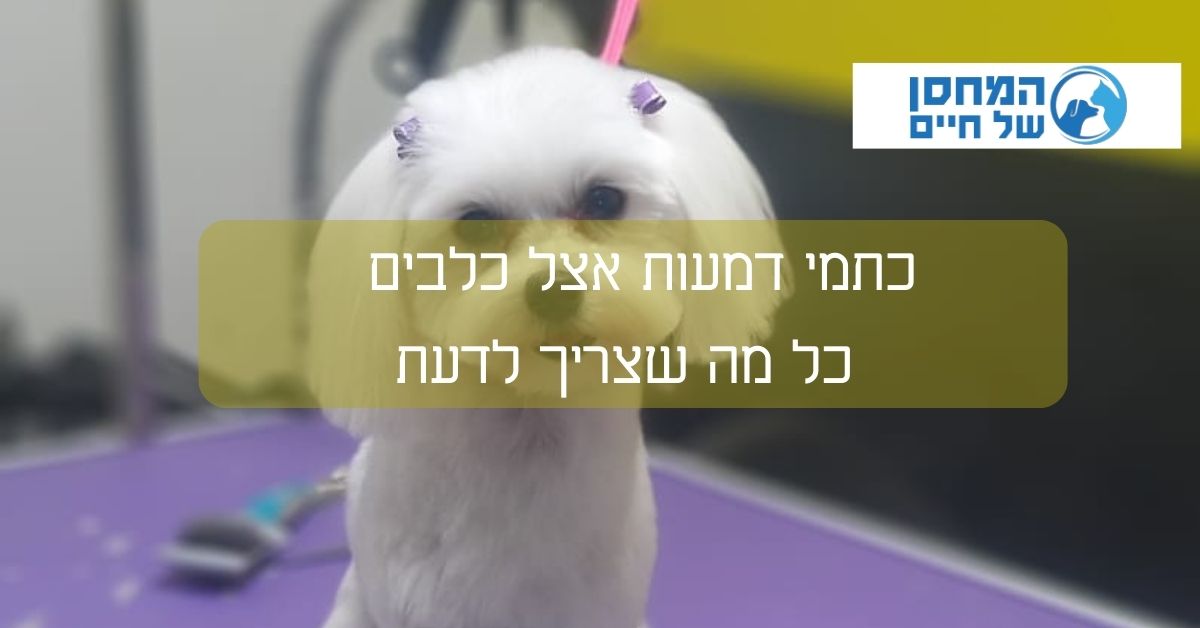 כתמי דמעות אצל כלבים - כל מה שצריך לדעת
